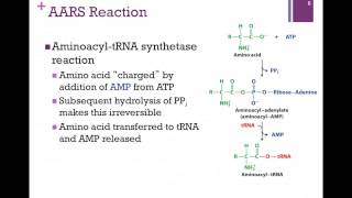 184Charging tRNA [upl. by Susana761]