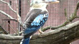 Bluewinged Kookaburra [upl. by Macey]