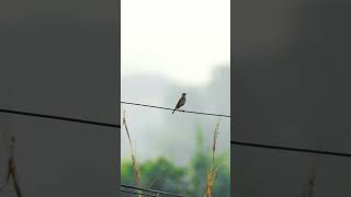 The bluethroat Luscinia svecica is a small passerine bird song music love [upl. by Millar]