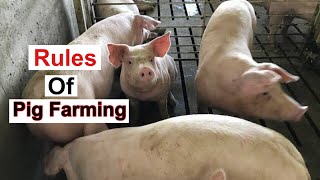 10 MustKnow Rules Of Pig Farming  Every PIG FARMER Should WATCH THIS [upl. by Oicam]