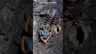 Most Bizarre Beetle On Earth Trilobite Beetle shorts nature [upl. by Alesi]