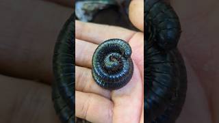 LANJUT Mencari Millipede kaki seribu  short video snailhunter [upl. by Stephens]