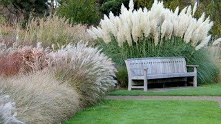 Ornamental grasses with types and varieties [upl. by Notlih]