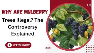 Why Are Mulberry Trees Illegal The Controversy Explained [upl. by Judenberg32]