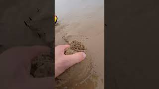 Saved life by pulling it out of the sand shortvideo [upl. by Fregger]