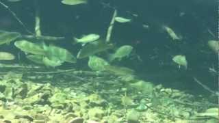 smallmouth bass eating crayfish [upl. by Lemon]