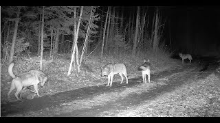 Violent Sasquatch Attack Trail Camera April 7th 2024 Be advised [upl. by Yahsal]