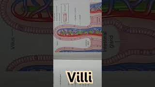 Villi structure small intestine biology [upl. by Duval]