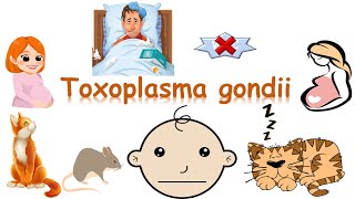 شرح Toxoplasma gondii [upl. by Florence505]