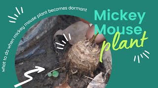 Mickey Mouse Plant Care What To Do When Xanthosomoma Mickey Mouse Plant Becomes Dormant [upl. by Rechaba372]