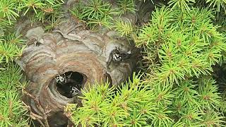 Bald Faced Hornets Nest Expertly Hidden in the Bush [upl. by Tnayrb]