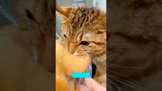 Funny Pets 🥰 funny cats talking 😅 mewmew 3689 [upl. by Akamahs680]