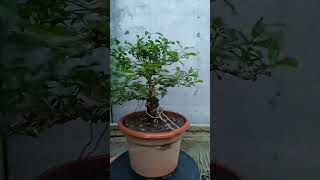 Vitex Parviflora Tugas Bato from cuttings update [upl. by Deena51]