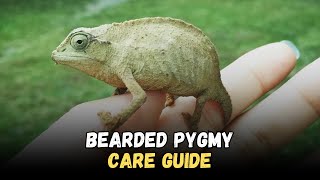 bearded pygmy best Types Of Chameleon Species To Keep As Pets [upl. by Nannaihr]