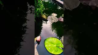 shorts  Savinay Chauhan ll Nature Videos ll beautiful view ll like subscribe share ll [upl. by Ollecram]