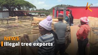 Chinese foreigners on the spot for illegal export of eucalyptus veneers other raw materials [upl. by Basset]