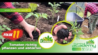 Folge 11 Unser TomatenPflanzplan  Für Dich zuhause [upl. by Assilana808]