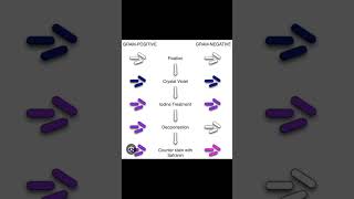 Gram staining steps explanation in chart formscience shorts [upl. by Foster]