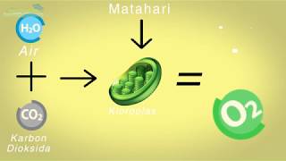 Proses Fotosintesis Tumbuhan Hijau ANIMASI Reaksi Terang dan Gelap [upl. by Eneleh463]