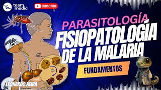 MALARIA  CICLO BIOLÓGICO Y PATOGENIA [upl. by Kingston]