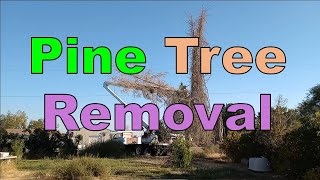 No 1267 – Pine Tree Removal Across The Street [upl. by Mima]