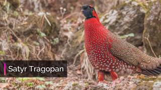 Pheasant Photography Tour [upl. by Redlac]