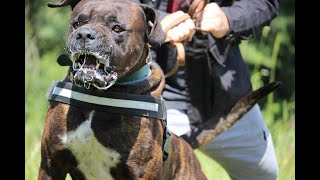 Come approcciare con un cane Corso molto aggressivo verso luomo [upl. by Ynnavoj]