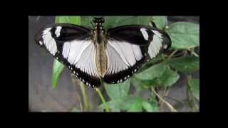 quotPapilio dardamos femmina im Schmetterlingshaus BordanoItalienquot Live Video von Karin Schmökel [upl. by Ario661]