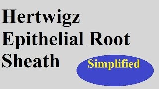 Hertwigz epithelial Rootsheath  Devp of tooth Part 1c [upl. by Bowlds]