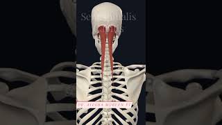 Semispinalis capitis 3d 3danimation anatomy viral viralshorts shorts muscleaction [upl. by Llenram]