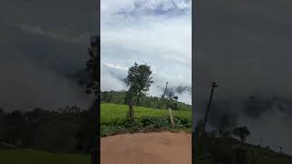 Tea Plantation OotyCoonoor tamil trending viralshorts shorts viral clips nature tea plants [upl. by Aihppa]