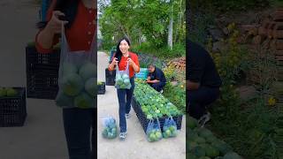 Amazing fresh 🥒🥒 fruit farming by rural farmer shorts cucumber farming [upl. by Aihsetan610]