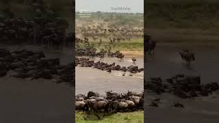 great migration wildebeest crossing mara river wild animals migration wildlife [upl. by Noicpecnoc]