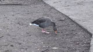 Greylag Goose UK Wildlife [upl. by Timothea48]