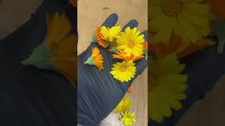 Calendula 🌼 calendula flower beauty nature flowers gardening love unboxing [upl. by Alarice78]