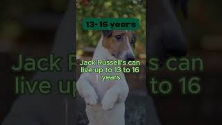 🐾 Jack Russell Terrier The Energetic Dog with a Long Lifespan ⚡  8 of Top LongLiving Breeds 🌟 [upl. by Burrton]