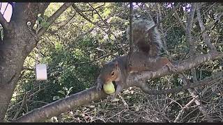 Baby squirrels get their first apple  810 [upl. by Onaimad]