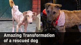 Amazing Transformation of a rescued dog English  Rescue Stories Ep 02 [upl. by Inalel]