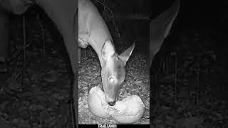 Deer chows down on a festive Halloween Pumpkin Treat wildlife trailcam halloween whitetaildeer [upl. by Kachine]