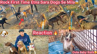 Rock First Time Etne Sara Dogs Se Ek Sath Mila😱Dosti Hui Ya Dushmani😰REACTION🐶 [upl. by Akcirehs]