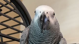 Quick Live with Gizmo the Grey Bird [upl. by Tekla832]