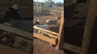 Dorper sheep farming in Uganda [upl. by Brendin]