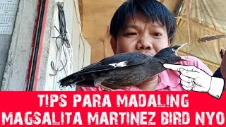 tips para madaling matuto magsalita ang martines bird  nagsalita na martines bird [upl. by Lenej]