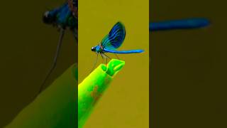 European Damselfly Sound [upl. by Elana]