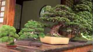 What is Bonsai [upl. by Nami]