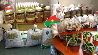 production de fourage et de champignons comestibles au Burkina faso [upl. by Oibesue]