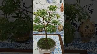 bonsai maple tree plants nature garden landscape japanese backyard watering [upl. by Aihsened]