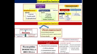 All types of bacteria in 2 minutes [upl. by Enelime]