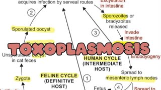 Toxoplasmosis  Life cycle  Pathogenesis  Lab diagnosis [upl. by Yenahc]