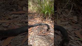 Redbellied Black Snake I removed from a backyard on the Sunshine Coast snakevideo animals snake [upl. by Akimed407]